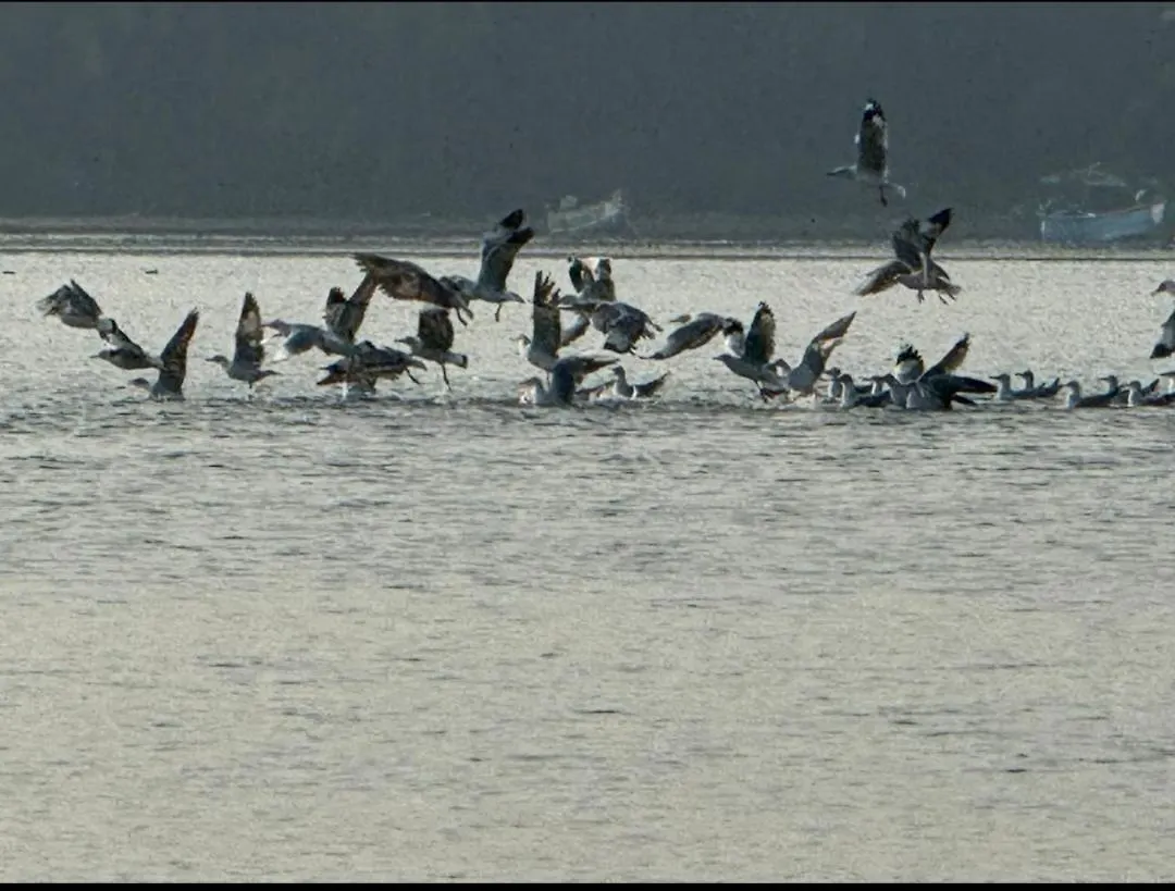 Green Island Homestay Riverside Kozhikode India